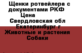 Щенки ротвейлера с документами РКФ. › Цена ­ 25 000 - Свердловская обл., Екатеринбург г. Животные и растения » Собаки   